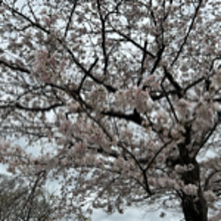 yu_ko