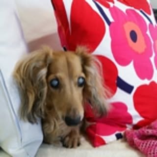 hide