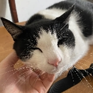 niko