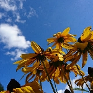 sunny
