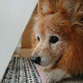 pontaro