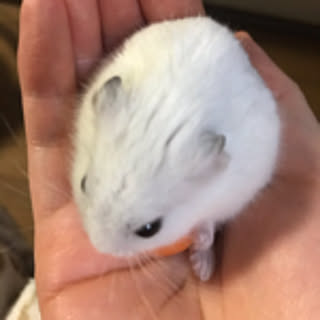 haru