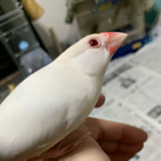 suke
