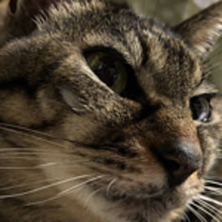 kay