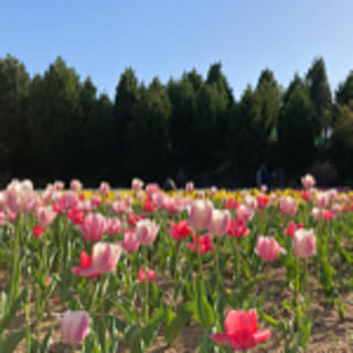 mst