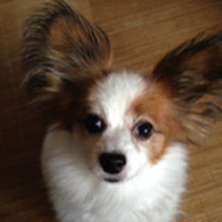 bogey-cocoa.111emir-