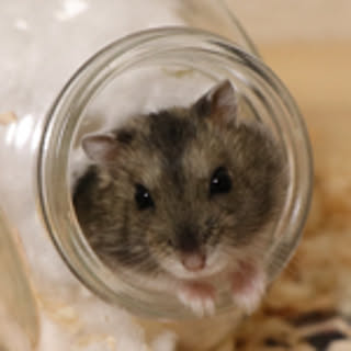 kokko