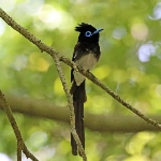 atrocaudata