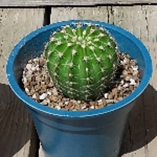 sam