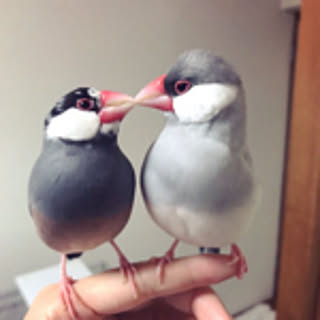 moki