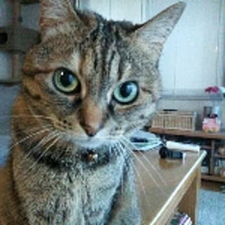 tomocchi