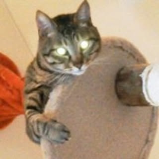 Tomo