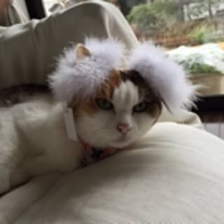 jojoyama
