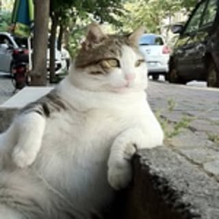 cat.m