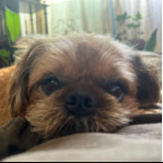 kozu