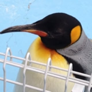 niko