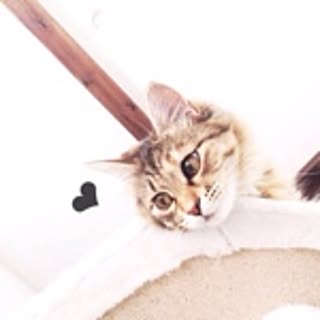 nauy2525