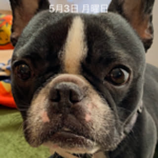 greenfrog