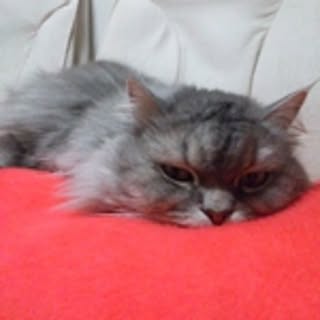 kayoko