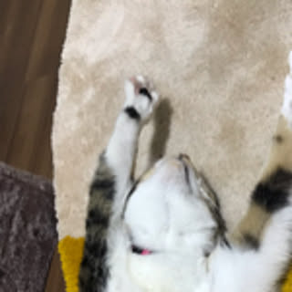 toooco