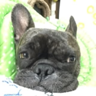 Mayumi