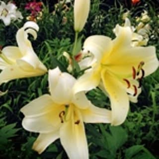 Lily