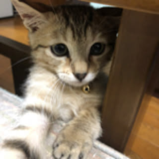 Mariko