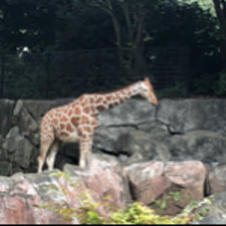 palulu
