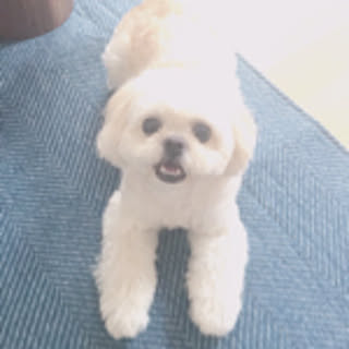 ogino