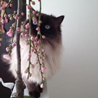 Misao