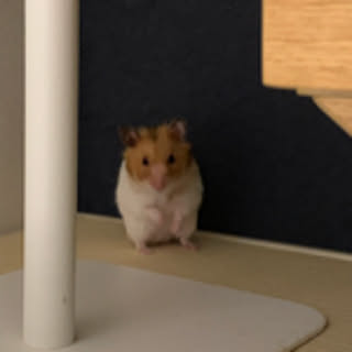 mika