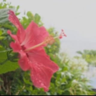 Mimoco