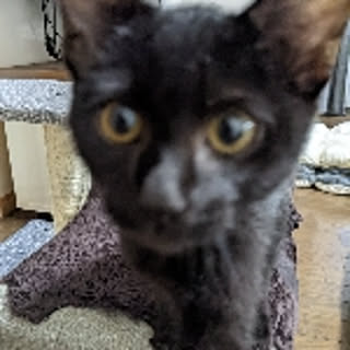 asa