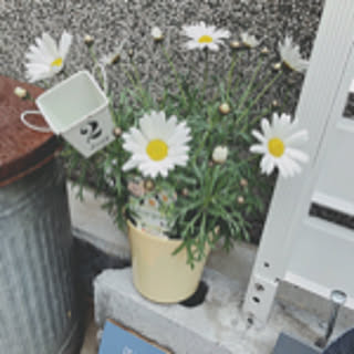 kokomama