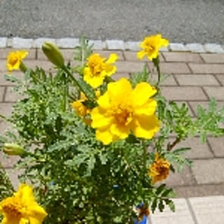 lily