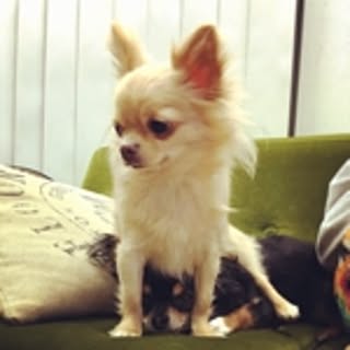 ruikichi
