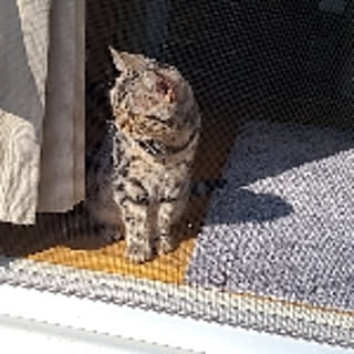 taiko