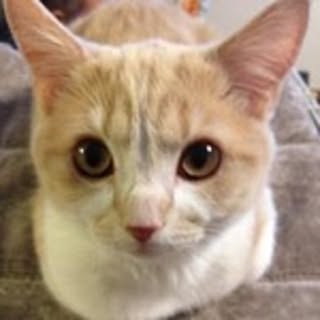 Ryo