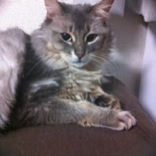 lily