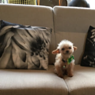 pipi