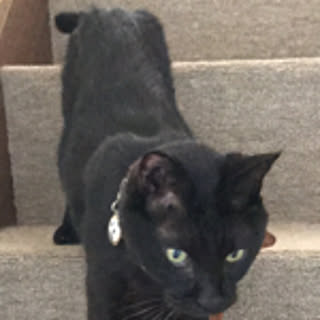 minmi