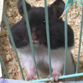 puku-puku