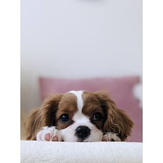 champchamp