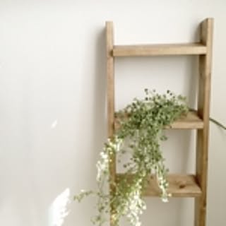littleforest