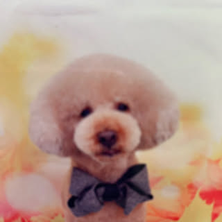 maron