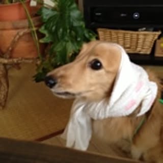 kurin