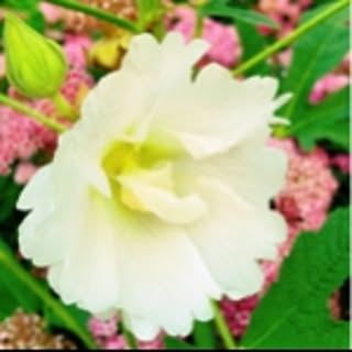 Lilys_factory