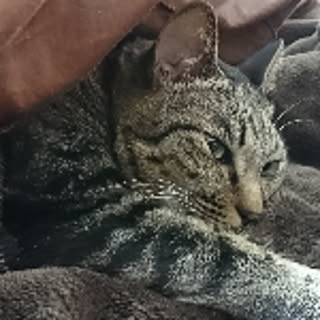 poco