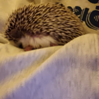 ririrere