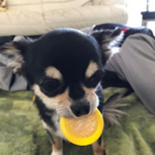 nanachan